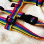 Harnais pour chien Rainbow arc-en-ciel taille M, sangle polypropylène multicolore, Made In France by Pawm